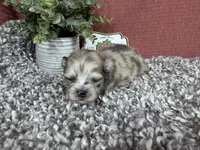 Benji, a male Pomeranian for sale in Waynesville, MO – 2 of 4