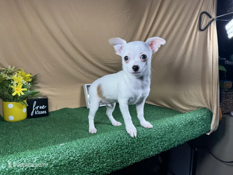 Fox – Chihuahua puppy for sale in Waynesville, MO
