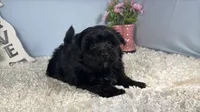 Paxton, a male Morkie for sale in Waynesville, MO – 7 of 10