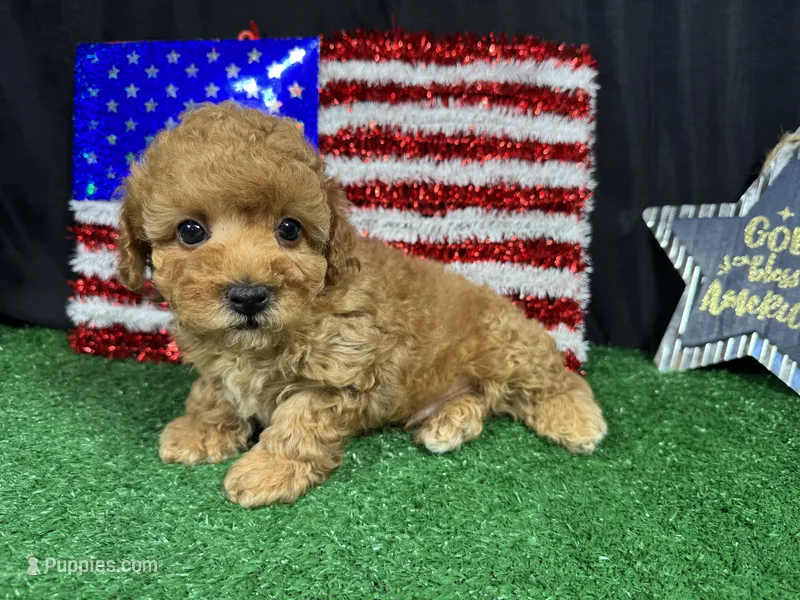 Diego – Poodle - Toy  puppy on hold in Waynesville, MO