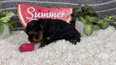 Peter, a male Yorkshire Terrier for sale in Waynesville, MO – 4 of 4