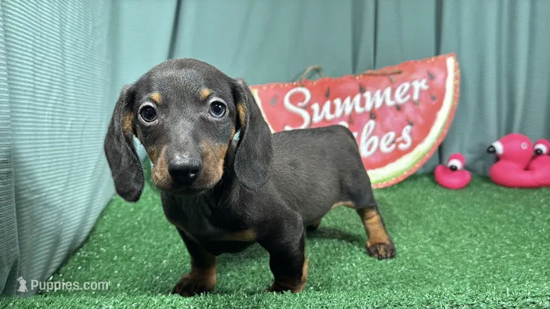 Percy – Miniature Dachshund puppy for sale in Waynesville, MO