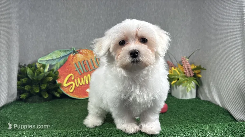 Ilene – Havamalt puppy for sale in Waynesville, MO