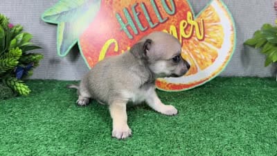 Boston, a male Chihuahua for sale in Waynesville, MO – 4 of 4