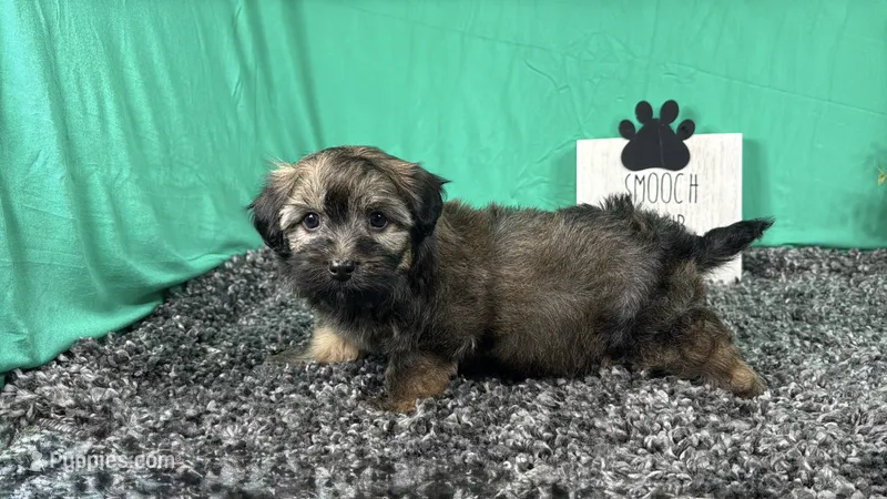 Fisher – Havanese puppy for sale in Waynesville, MO