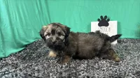 Fisher, a male Havanese for sale in Waynesville, MO – 1 of 3