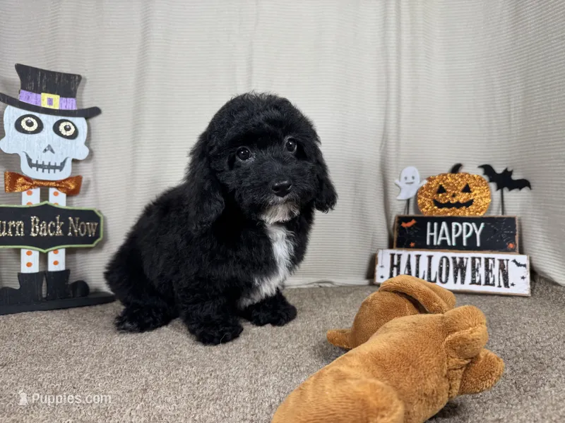 Noah – Poodle - Toy  puppy for sale in Waynesville, MO