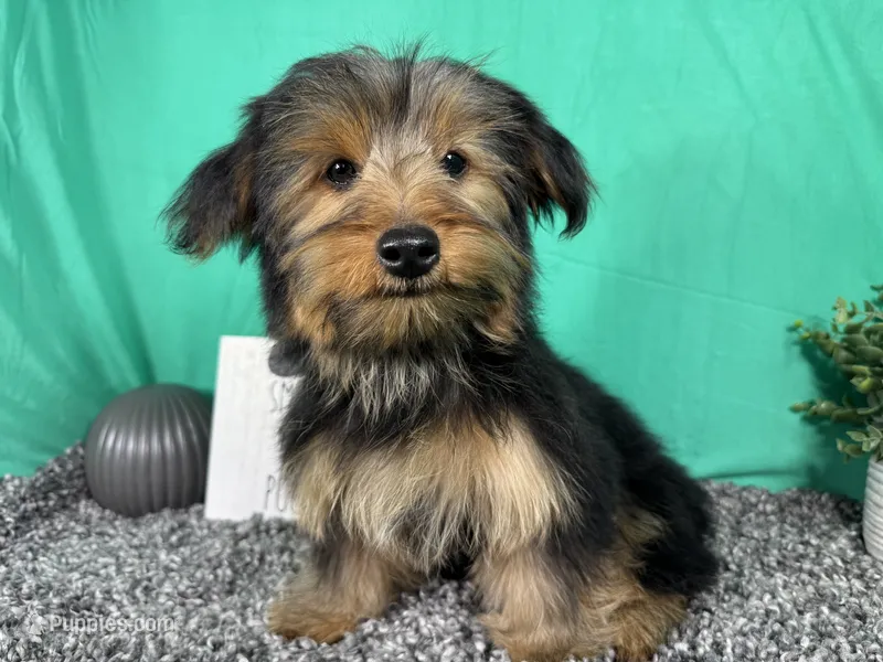 Samuel – Yorkshire Terrier puppy for sale in Waynesville, MO