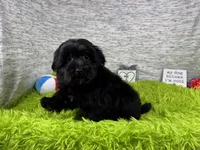 Paxton, a male Morkie for sale in Waynesville, MO – 5 of 10