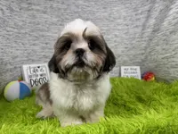 Grizzley, a male Shih Tzu for sale in Waynesville, MO – 6 of 10