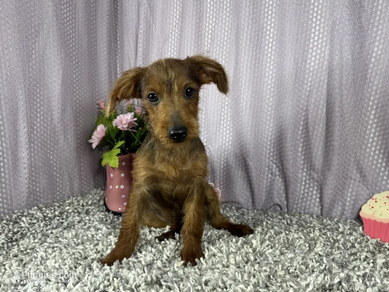 Mars – Yorkipoo puppy for sale in Waynesville, MO