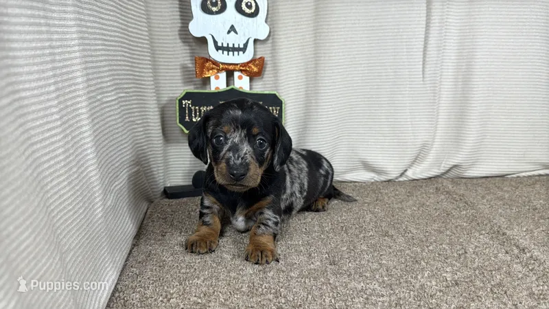 Graham – Miniature Dachshund puppy for sale in Waynesville, MO