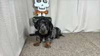 Graham, a male Miniature Dachshund for sale in Waynesville, MO – 1 of 3