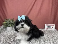 Gypsy, a female Shih Tzu for sale in Waynesville, MO – 1 of 4