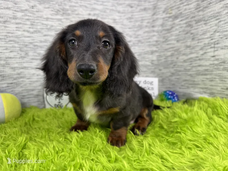 Patrick – Miniature Dachshund puppy for sale in Waynesville, MO