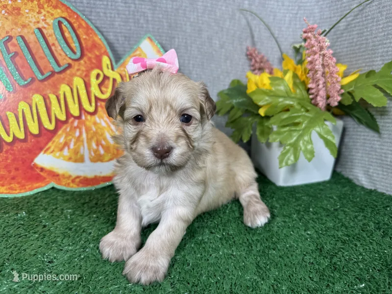 Ivory – Havapoo puppy for sale in Waynesville, MO