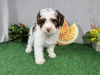 Malachi, a male Yorkipoo for sale in Waynesville, MO – 3 of 10