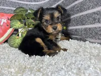 Paul, a male Yorkshire Terrier for sale in Waynesville, MO – 2 of 4