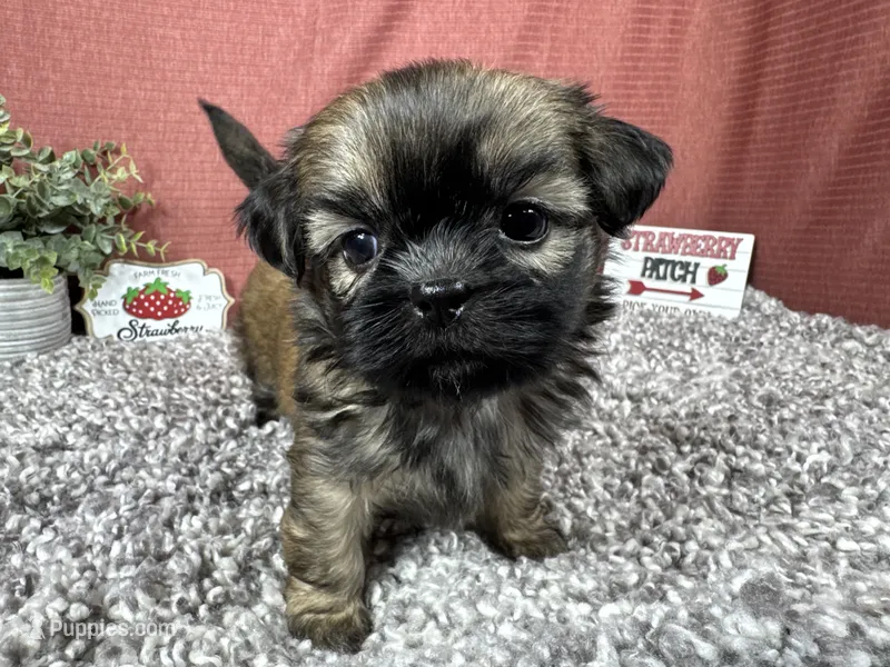 Princeton – Shih Tzu puppy for sale in Waynesville, MO