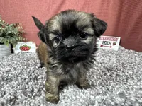 Princeton, a male Shih Tzu for sale in Waynesville, MO – 5 of 10