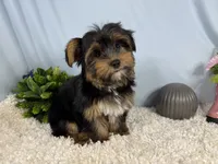Peter, a male Yorkshire Terrier for sale in Waynesville, MO – 1 of 10