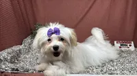 Dove, a female Maltipoo for sale in Waynesville, MO – 1 of 4