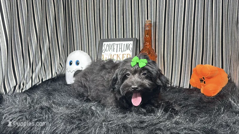 Angie – Havapoo puppy for sale in Waynesville, MO