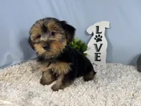 Scottie, a male Yorkshire Terrier for sale in Waynesville, MO – 8 of 10