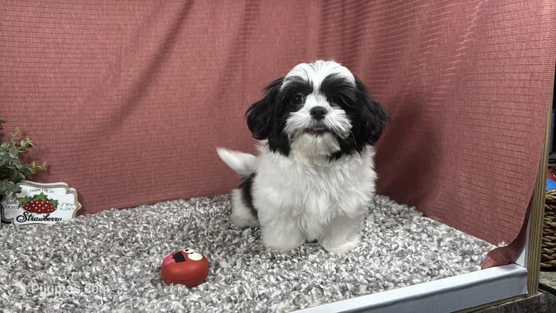 Grey – Shih Tzu puppy for sale in Waynesville, MO