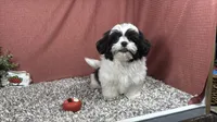 Grey, a male Shih Tzu for sale in Waynesville, MO – 1 of 4
