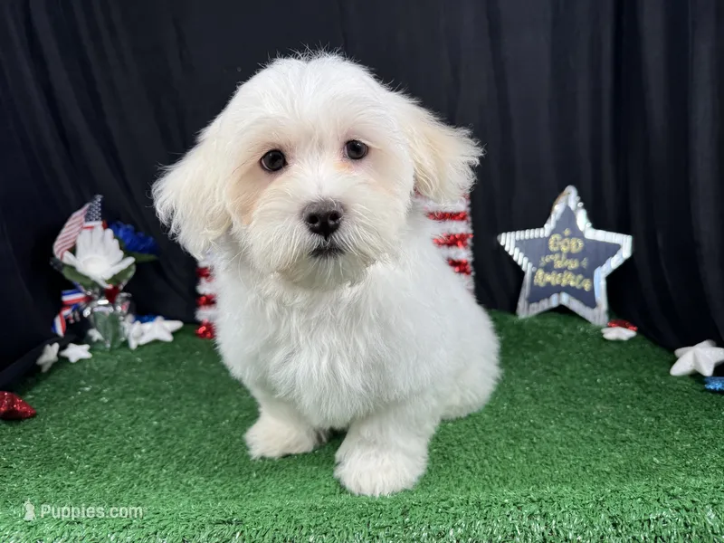 Ian – Havamalt puppy for sale in Waynesville, MO