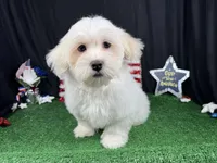 Ian, a male Havamalt for sale in Waynesville, MO – 7 of 10