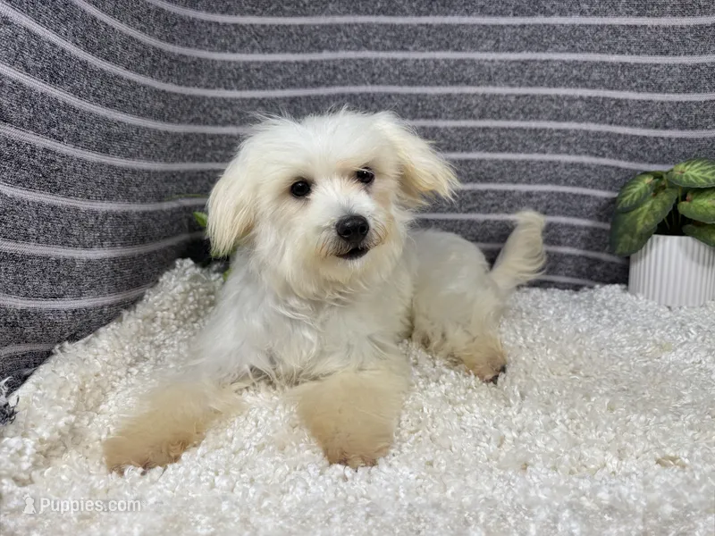 Curtis – Maltipoo puppy for sale in Waynesville, MO