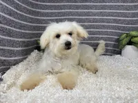 Curtis, a male Maltipoo for sale in Waynesville, MO – 1 of 10