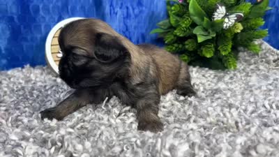 Princeton, a male Shih Tzu for sale in Waynesville, MO – 4 of 4
