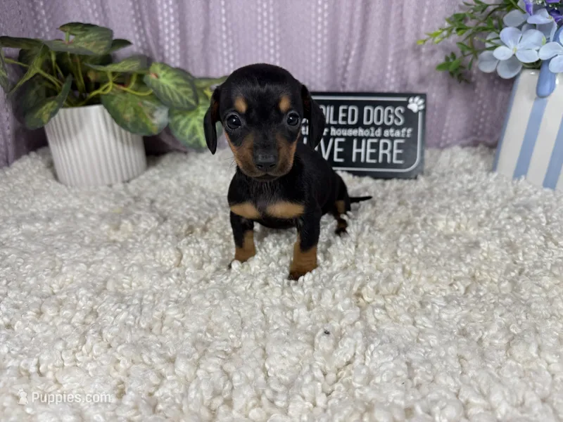 Tulip – Miniature Dachshund puppy for sale in Waynesville, MO