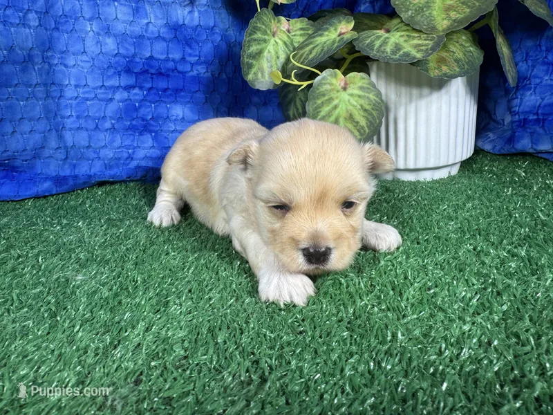 Kingston – Havanese puppy for sale in Waynesville, MO