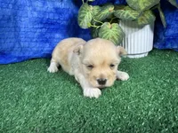Kingston, a male Havanese for sale in Waynesville, MO – 1 of 3