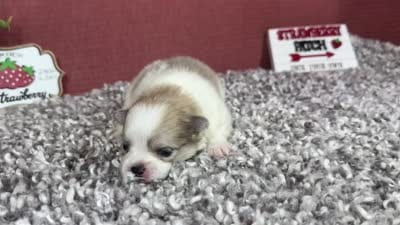 Bentley, a male Pomeranian for sale in Waynesville, MO – 4 of 4