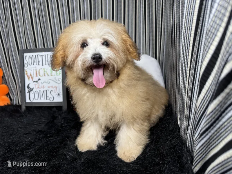 Megan – Havapoo puppy for sale in Waynesville, MO