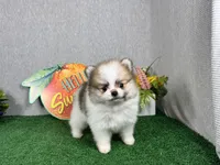 Baker, a male Pomeranian for sale in Waynesville, MO – 5 of 9