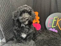 Nick, a male Poodle - Toy  for sale in Waynesville, MO – 2 of 10