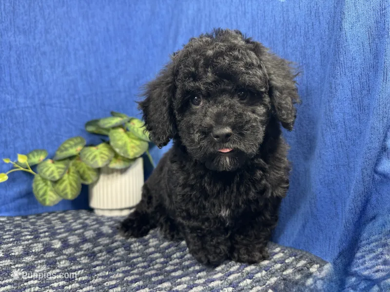 Nathan – Poodle - Toy  puppy for sale in Waynesville, MO