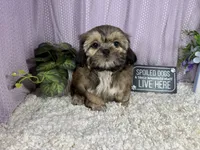 Tucker, a male Shih Tzu for sale in Waynesville, MO – 2 of 3