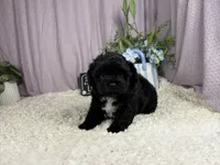 Genesis, a male Shih Tzu and Poodle - Toy  for sale in Waynesville, MO – 3 of 3