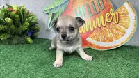 Boston, a male Chihuahua for sale in Waynesville, MO – 2 of 4