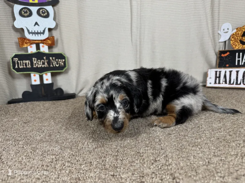 Ghost – Miniature Dachshund puppy for sale in Waynesville, MO