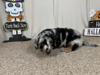 Ghost, a male Miniature Dachshund for sale in Waynesville, MO – 1 of 3
