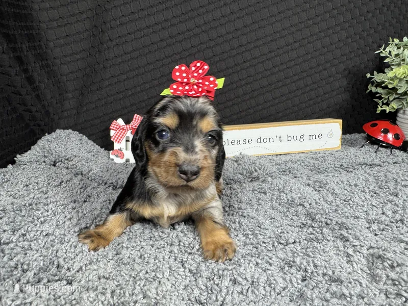 Willow – Miniature Dachshund puppy for sale in Waynesville, MO