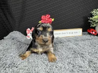 Willow, a female Miniature Dachshund for sale in Waynesville, MO – 1 of 4